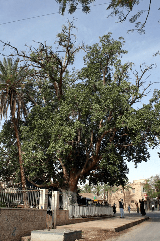 Historia Zacheusza