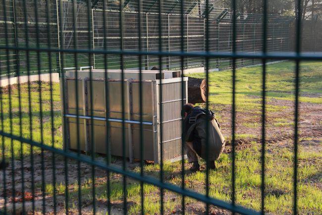 Lwy ponownie w gdańskim Ogrodzie Zoologicznym