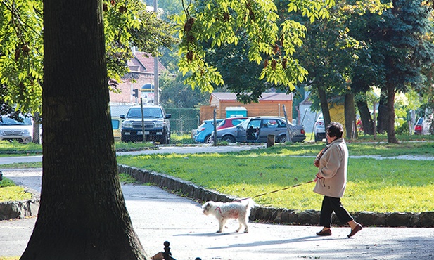  Czasem to pies wyprowadza seniora na spacer