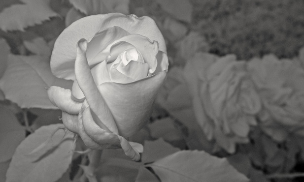 Dzień Dziecka Utraconego w rosarium