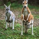 Mały kangur z torby podziwia świat. Jest tam bezpieczny i nie ma ryzyka, że maluch wypadnie lub że coś dostanie się do środka