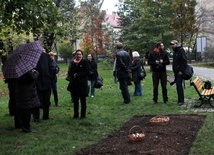 Sadzenie żonkili w Glwicach