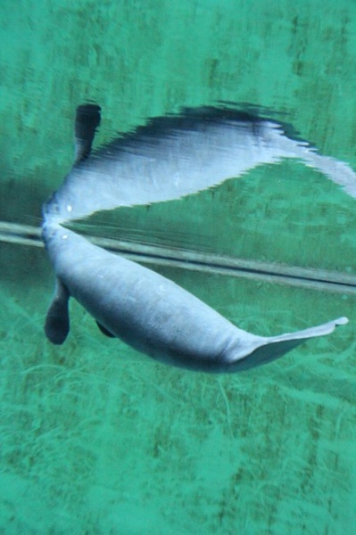 Afrykarium we Wrocławiu