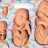 Prenatalny okres życia człowieka