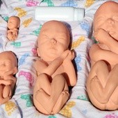 Prenatalny okres życia człowieka