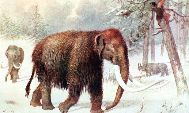 Mamut z Bełchatowa przebadany