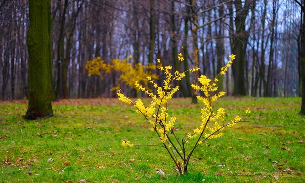 Wzrost roślin w przyrodzie wymaga zasadzenia, zakorzenienia, a także dalszej stałej pielęgnacji
