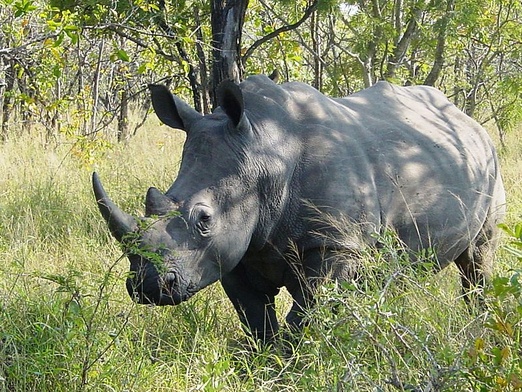 Zdechł jeden z ostatnich białych nosorożców