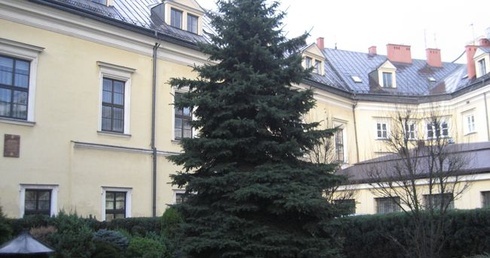Świerk zastąpi powaloną choinkę