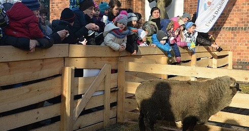 Podejdź tu, owieczko, podejdź