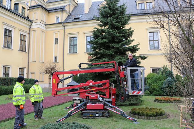 Strojenie świerka papieskiego