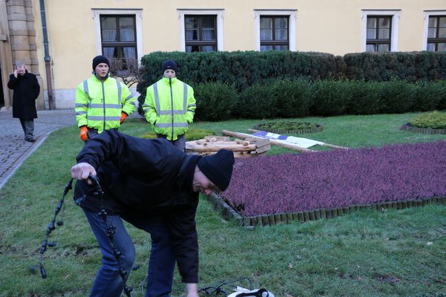 Strojenie świerka papieskiego