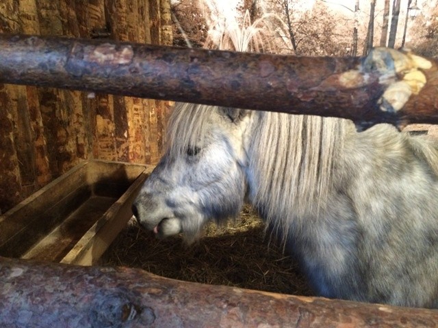 Żywa szopka w Strumieniu - 2014 