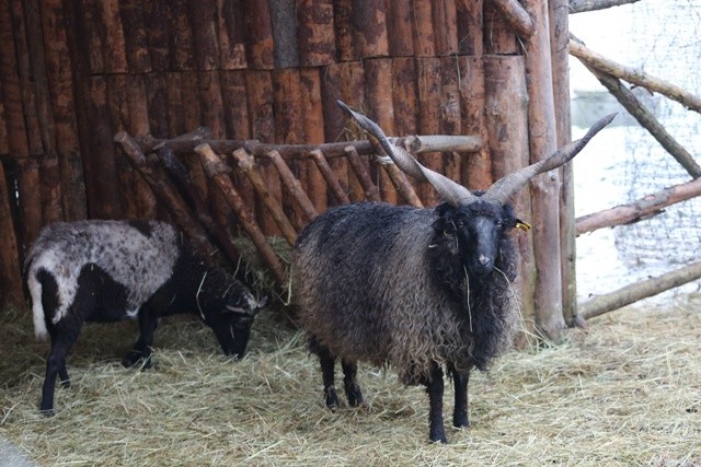 Żywa szopka w Strumieniu - 2014 