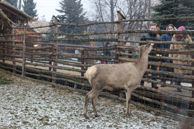 Żywa szopka w Strumieniu - 2014 