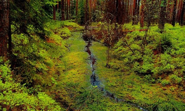 Torfowiska wysokie