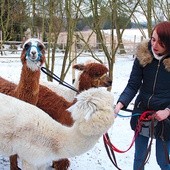 Pani Kasia oprócz tego, że cały swój wolny czas poświęca szkoleniu alpak, sama też ciągle się uczy