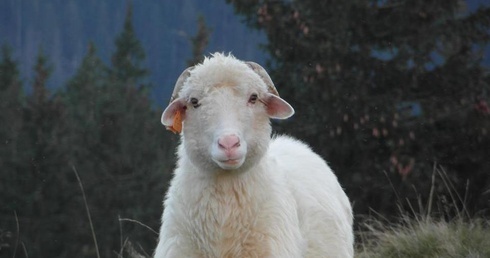 Rośnie zainteresowanie zawodem bacy