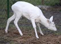 Sarna albinos