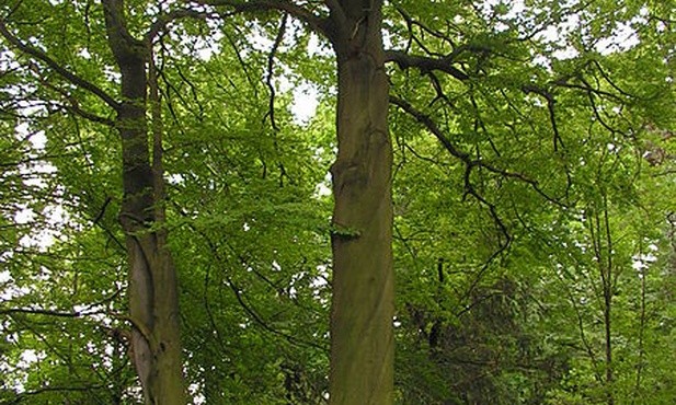 Rezerwat Segiet
