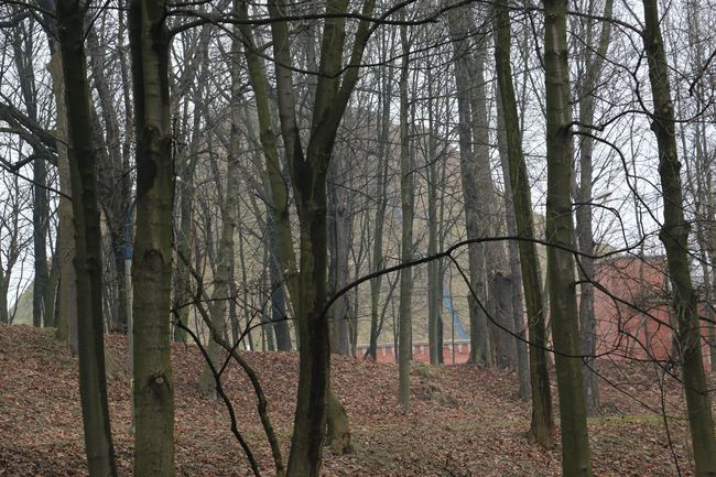 Zarośla zasłaniają kopiec Kościuszki