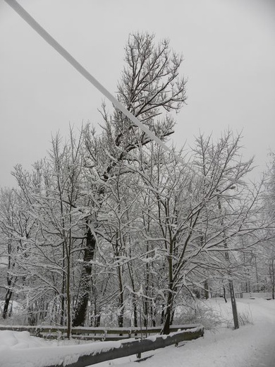 Styczniowy odcień zimy