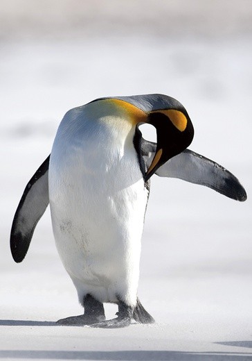 Pingwiny wyglądają, jakby miały włosy zamiast piór.  Ale mimo że nie latają, są ptakami. Mają pióra, tylko pozbawione chorągiewek
