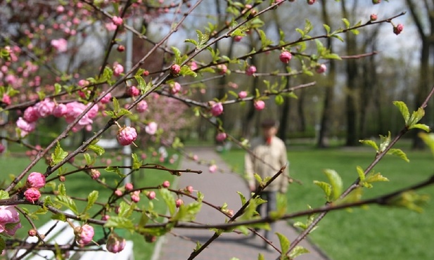 Postanawiam z miłości