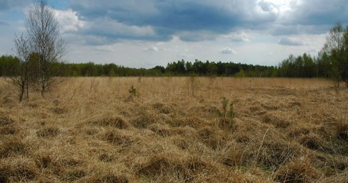 Jutro spłoną wrzosowiska