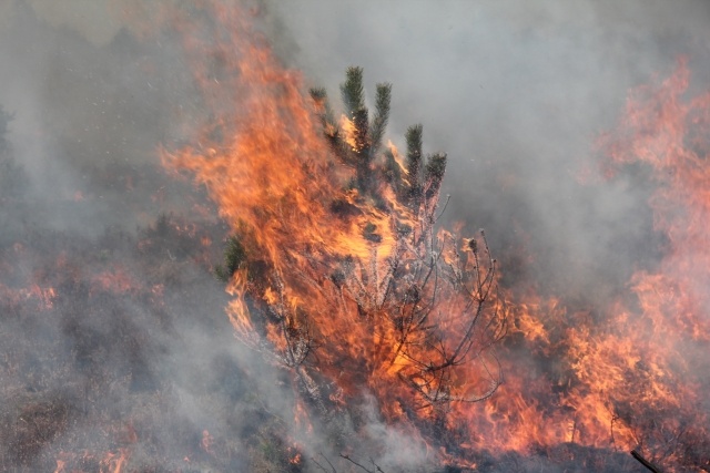 Ogień, który ratuje wrzos