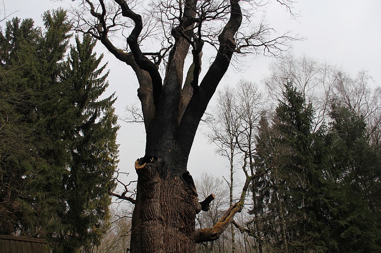 Dąb "Chrobry"