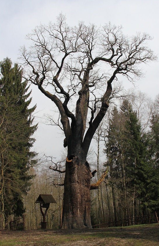 Dąb "Chrobry"