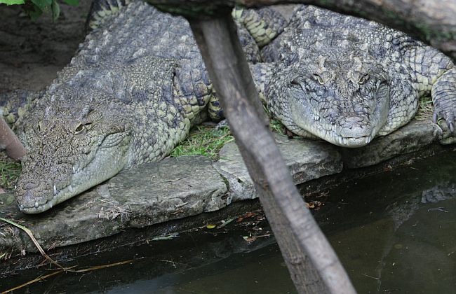 Warszawskie ZOO