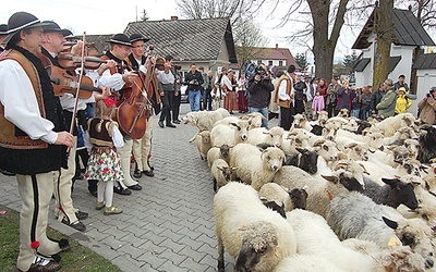  Podczas Święta Bacowskiego symbolicznie zostanie poświęcony kierdel (stado) owiec