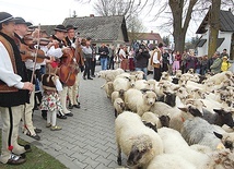  Podczas Święta Bacowskiego symbolicznie zostanie poświęcony kierdel (stado) owiec