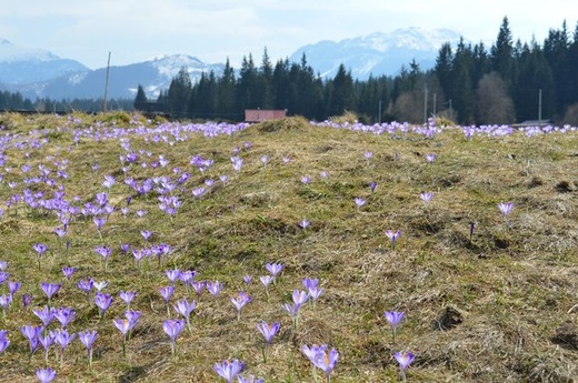 Krokusy w Chochołowskiej