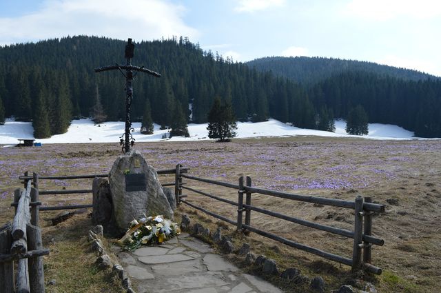 Krokusy w Chochołowskiej