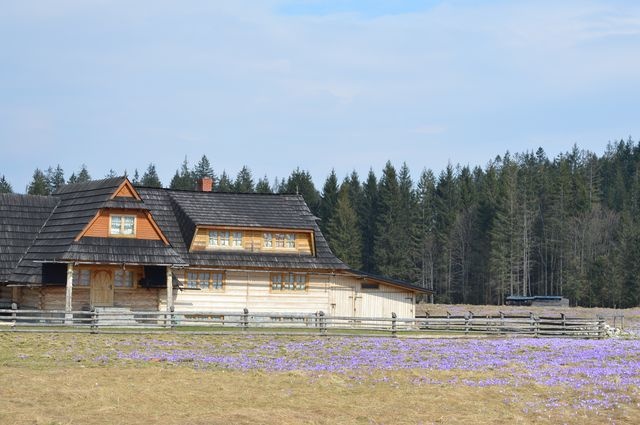 Krokusy w Chochołowskiej