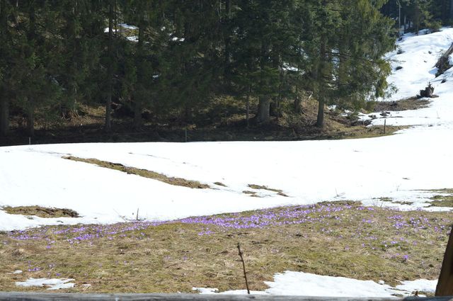 Krokusy w Chochołowskiej