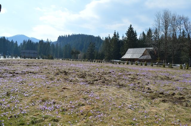 Krokusy w Chochołowskiej