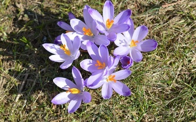 Krokusy w Chochołowskiej