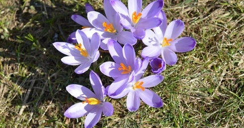 Krokusy w Chochołowskiej
