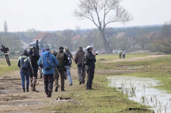 Płaskodziób i żerujący bielik