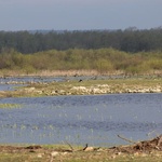 Rezerwat "Ujście Warty"