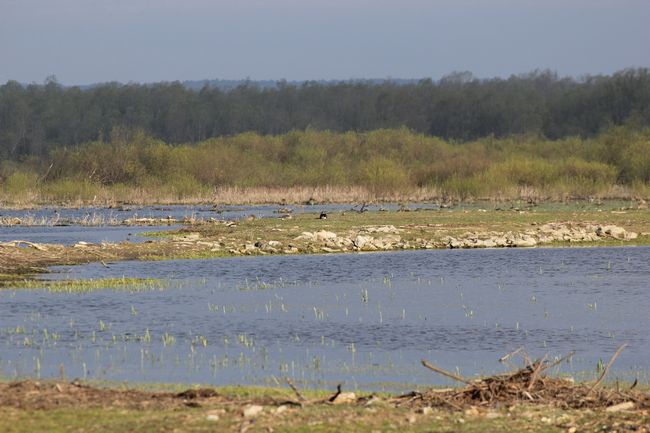 Rezerwat "Ujście Warty"