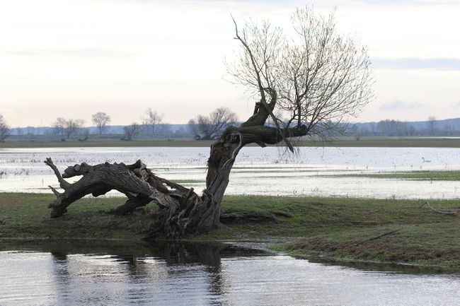 Rezerwat "Ujście Warty"