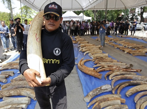 Tajlandia: Skonfiskowane 3 tony kości słoniowej