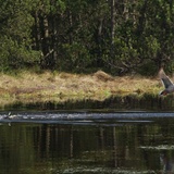 Wielkie torfowe jeziorko i torfowy las