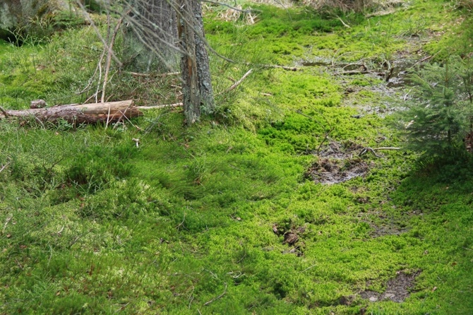 Wielkie torfowe jeziorko i torfowy las