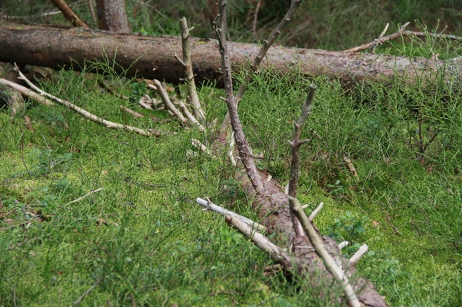 Wielkie torfowe jeziorko i torfowy las